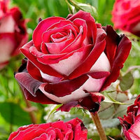 Love in Rose Bush seeds for planting with red and white blooms