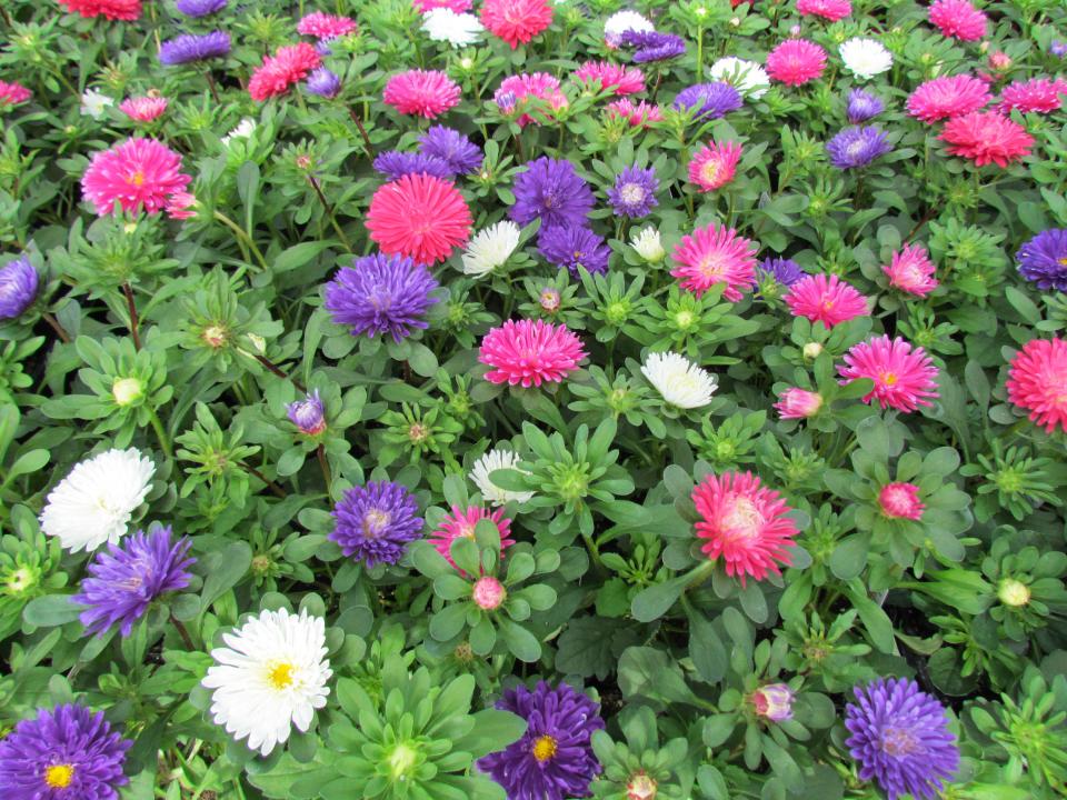 Aster Dwarf Mix Seeds | Annual Garden Flower for Planting