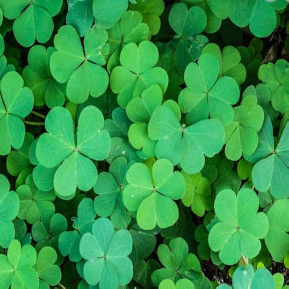 Decorative clover plants adding natural beauty to an outdoor garden.