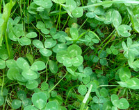 Four Leaf Clover planting seeds suitable for borders and outdoor landscapes