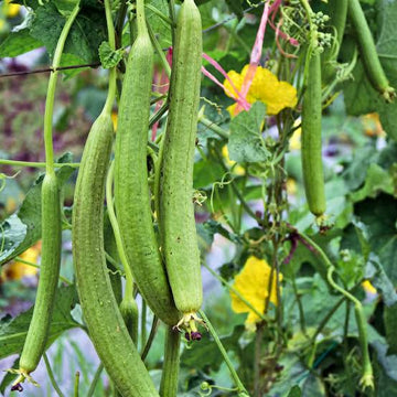 Luffa gourd seeds for home garden and outdoor planting.
