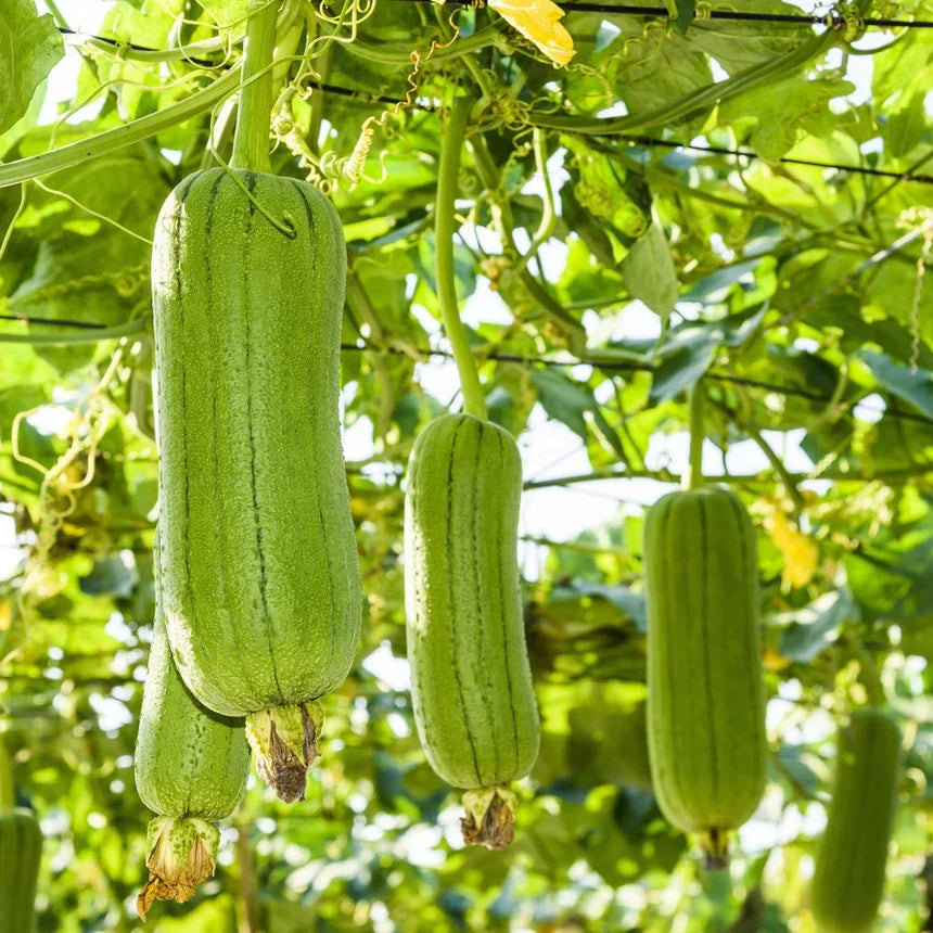 Healthy luffa gourd vine growing on a garden trellis.