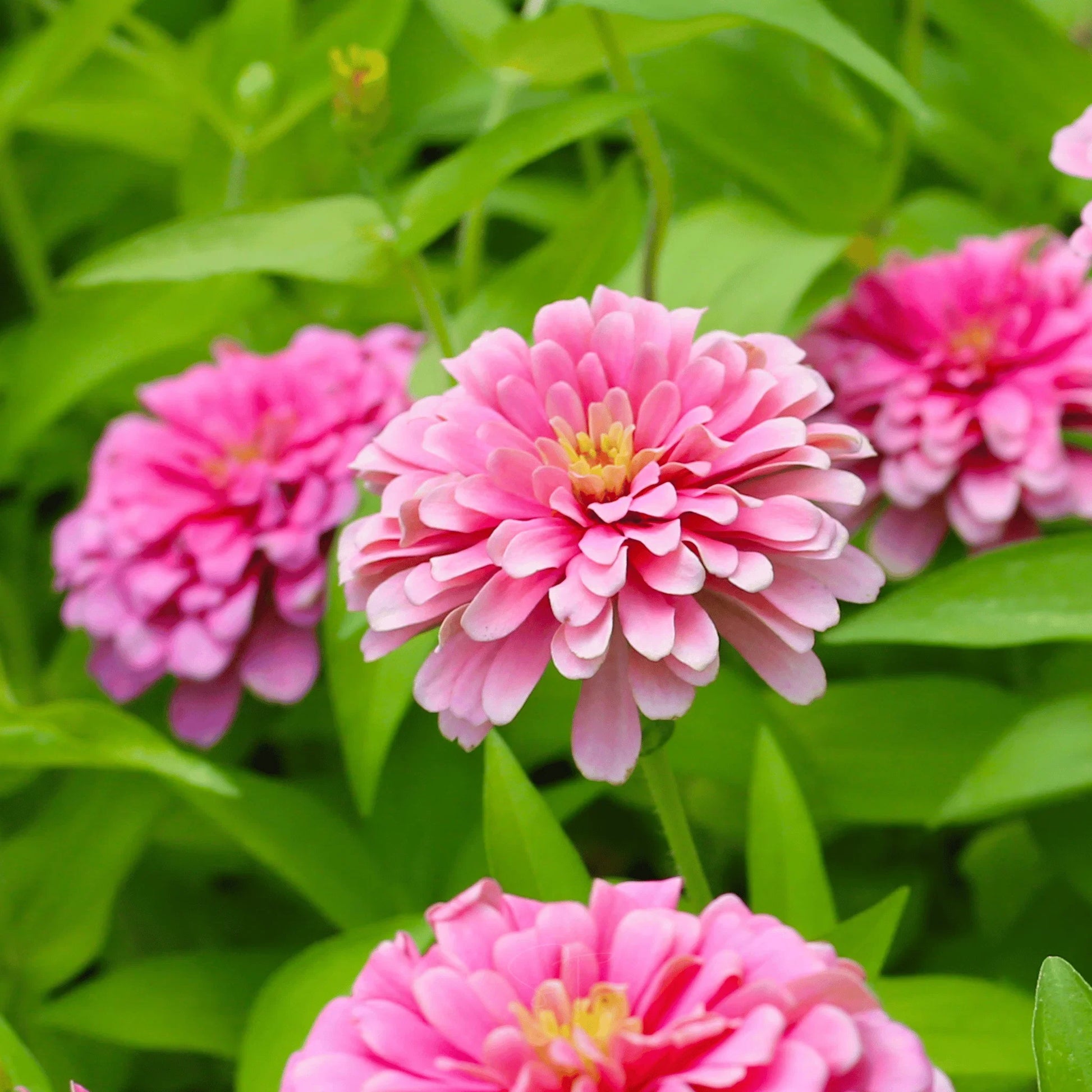Luminosa Zinnia Seeds for Home Garden Planting | Heirloom Non-GMO