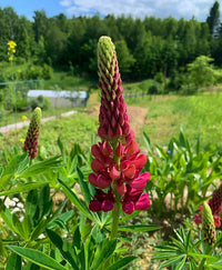 Burgundy Lupine Flower Seeds for Planting – Vibrant Heirloom NonGMO Seeds for Home Garden & Outdoor Blooms
 
 Sale