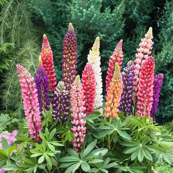 Mixed Russell’s Lupine Flower Seeds – Colorful Tall Spikes for Garden Planting