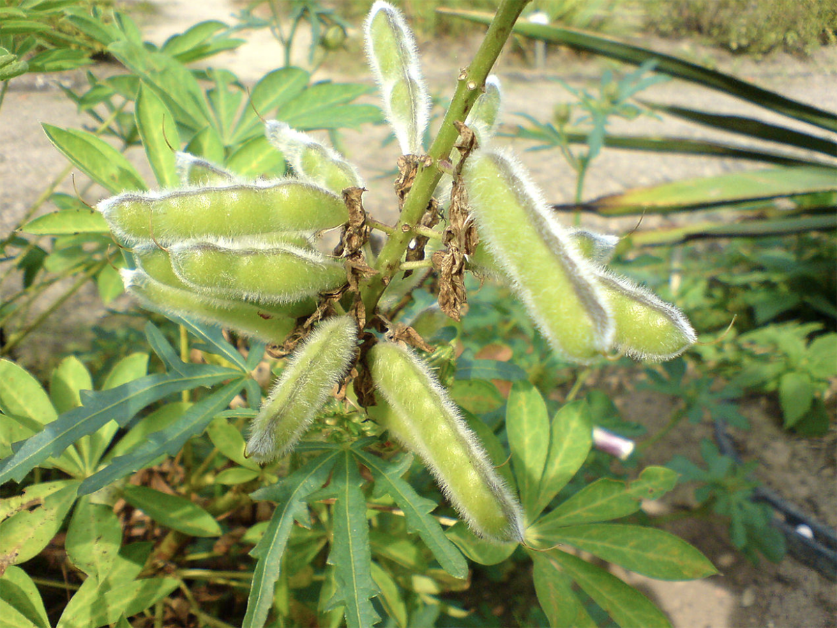 Lupini Bean seeds for planting in home gardens and raised beds.