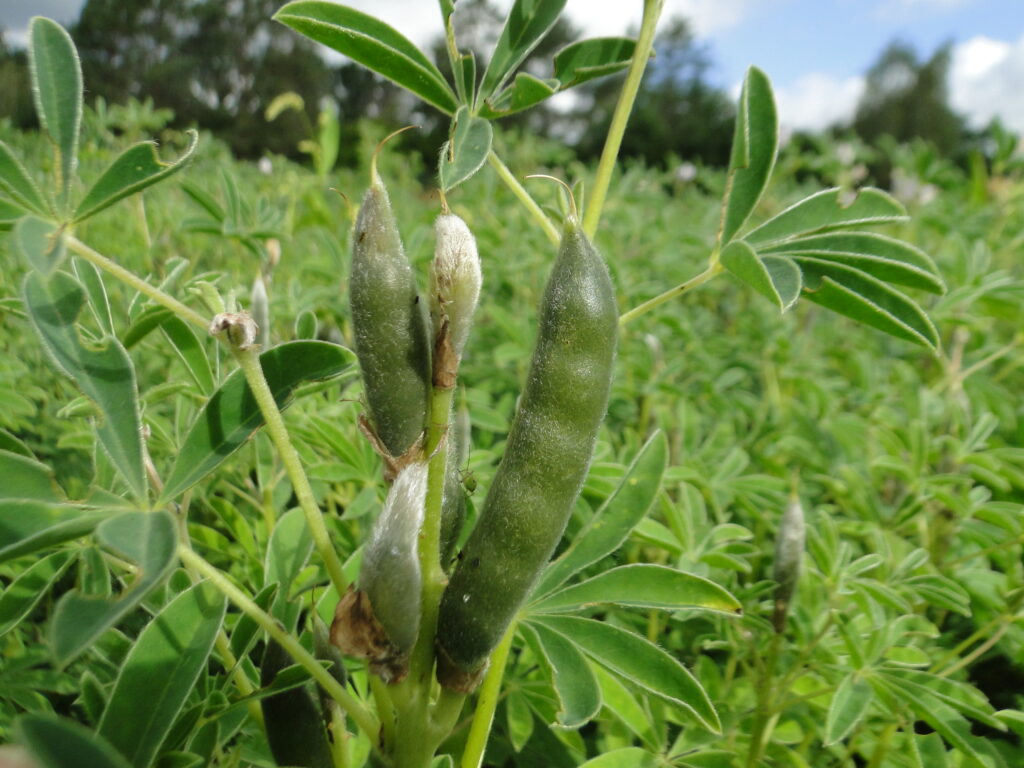Lupinus albus vegetable seeds suitable for kitchen gardens and containers.