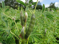 Lupinus albus vegetable seeds suitable for kitchen gardens and containers.