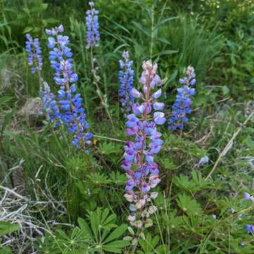 Perennial Lupine (Lupinus perennis) flower seeds for colorful garden planting