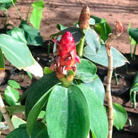 Healthy Costus igneus enhancing an outdoor garden landscape.