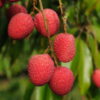 Lychee fruit seeds for planting in home gardens and tropical landscapes.