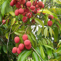 Lychee (Litchi chinensis) seeds for growing a tropical fruit tree.