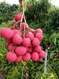 Red lychee fruit seeds suitable for home garden planting