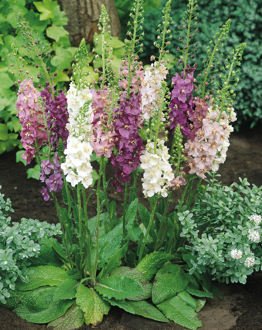 Lychnis coronaria Phoeniceum Flower Planting Guide