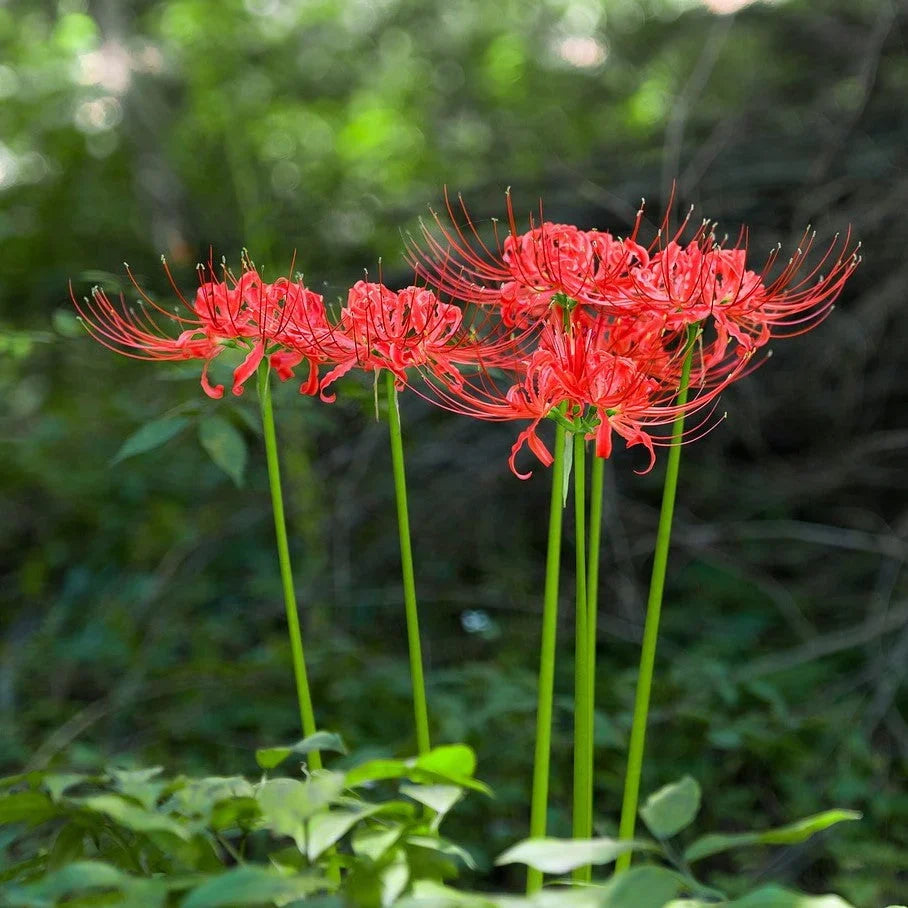 Lycoris radiata flower bulbs suitable for borders, raised beds, and containers.