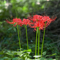 Lycoris radiata flower bulbs suitable for borders, raised beds, and containers.