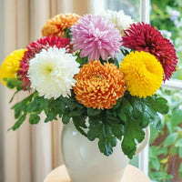 Chrysanthemum Flower Seeds Mixed