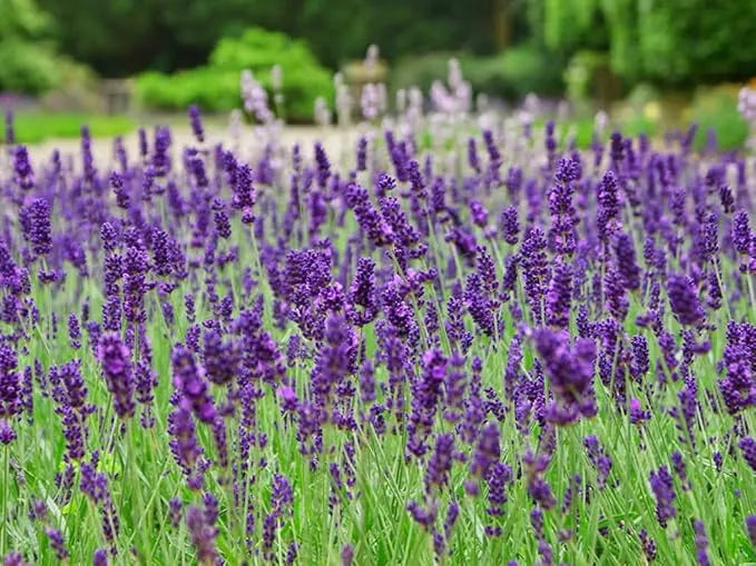 Fragrant English Lavender with purple flowers