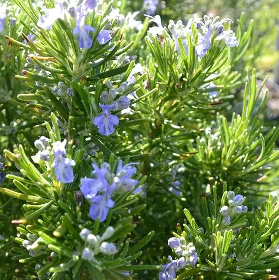 Carbeth Rosemary herb plant growing in a garden container