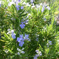 Carbeth Rosemary herb plant growing in a garden container