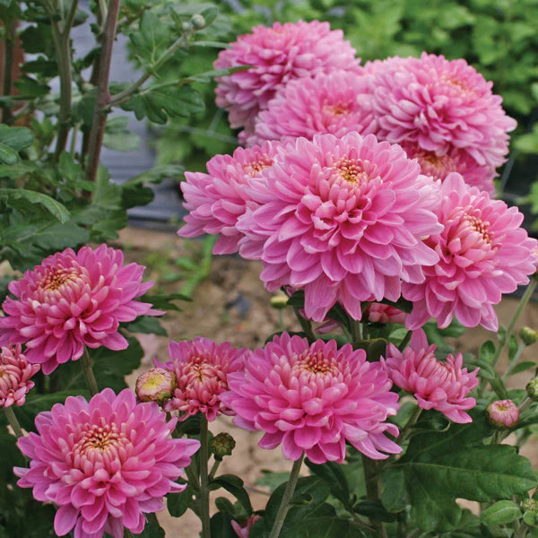 Chrysanthemum Flower seeds for Planting Fragrant Blossoms Heirloom & GMO Free Seeds for Home Garden 
 
 Sale