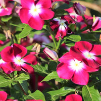 Rose Halo Periwinkle Seeds – Fragrant Vinca Annual with Rosy Accents