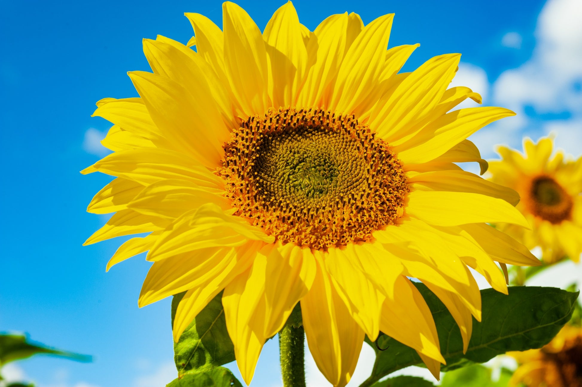 Gray Mongolian Sunflower Seeds for Planting