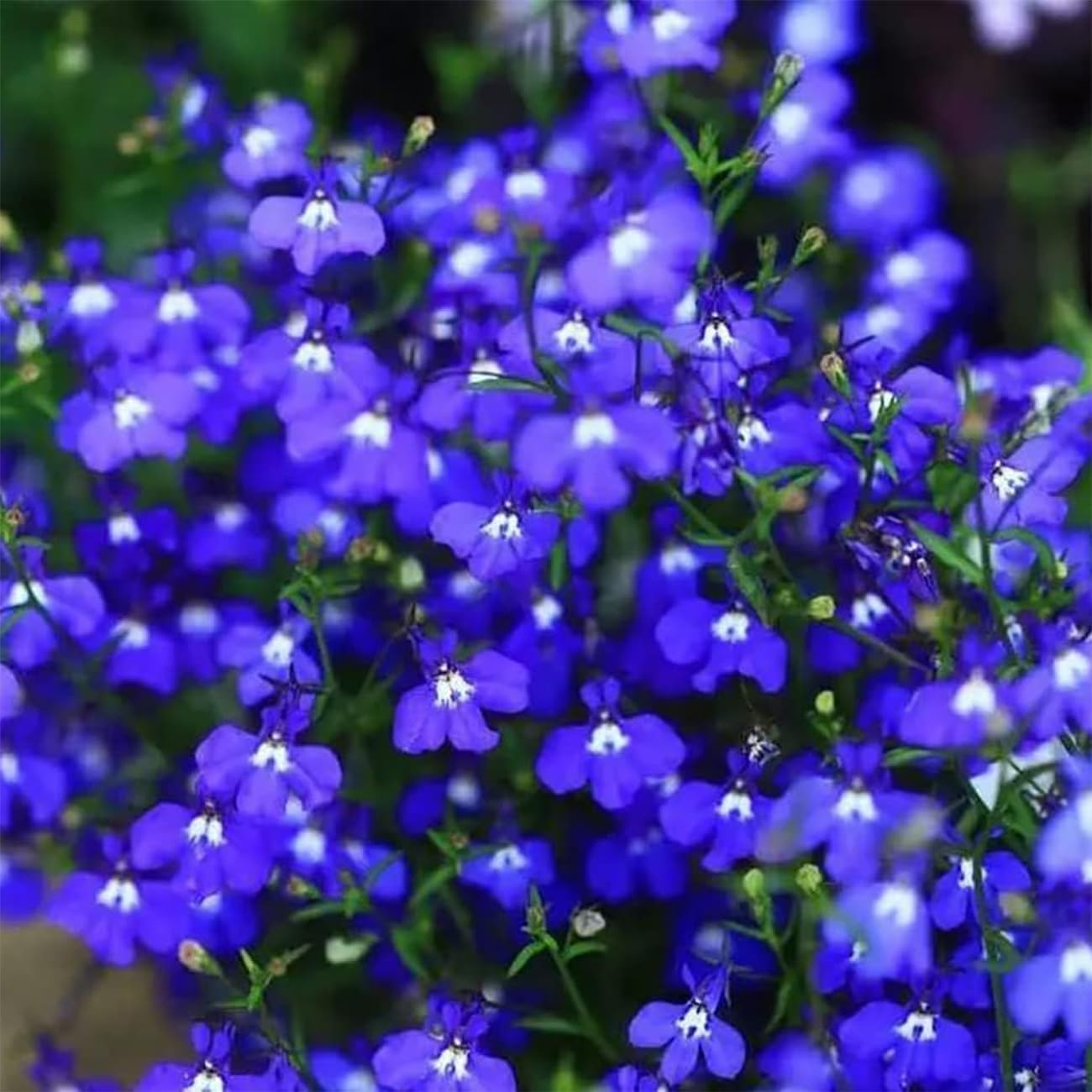 Magic Creeping Thyme seeds for ground cover and ornamental landscape planting.