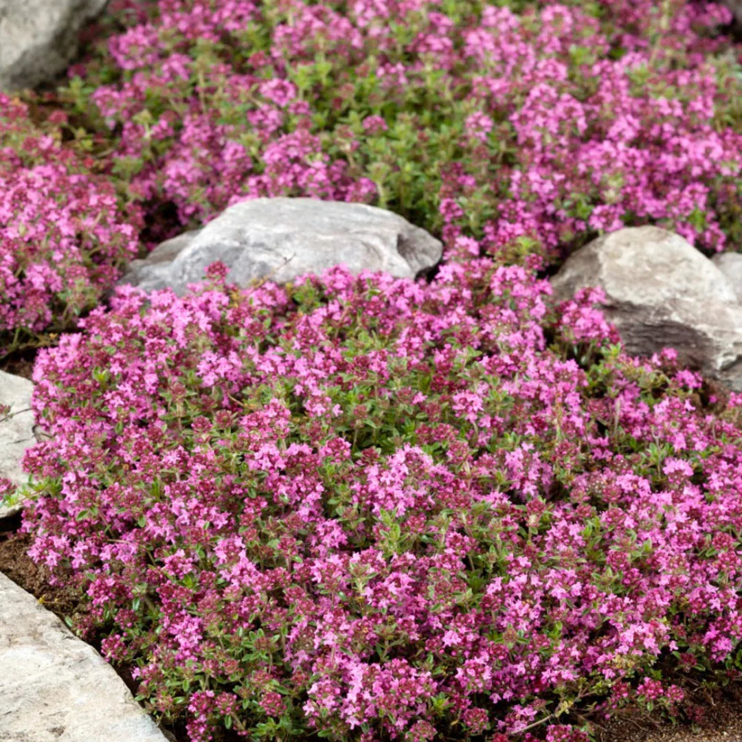 Magic Creeping Thyme seeds for planting in garden borders and rock landscapes.