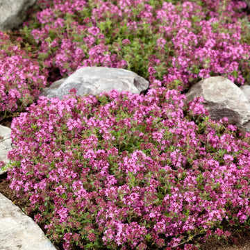 Magic Creeping Thyme seeds for planting in garden borders and rock landscapes.