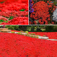 Magic Red Creeping Thyme seeds for planting in rock gardens and borders.