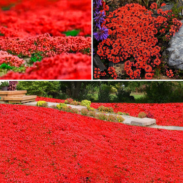 Magic Red Creeping Thyme seeds for planting in rock gardens and borders.