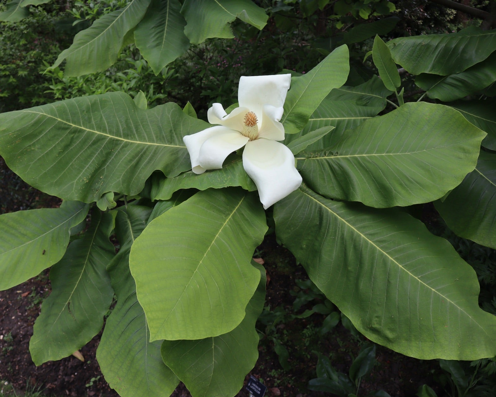 Magnolia macrophylla tree seeds suitable for parks and spacious outdoor gardens.