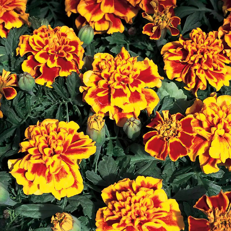 Majestic marigold flowers blooming in a colorful home garden.