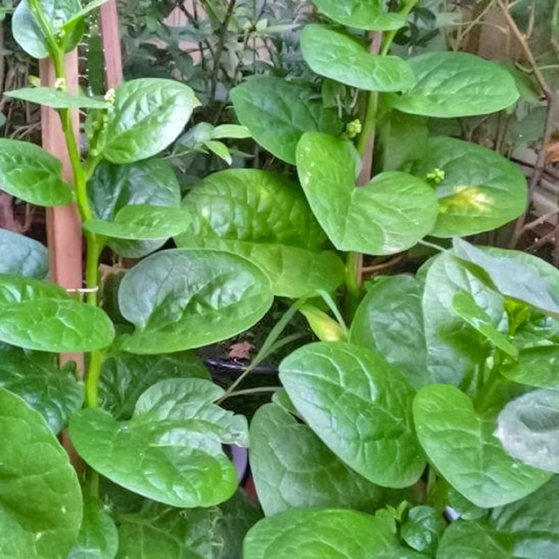 Malabar Spinach seeds for home vegetable garden planting