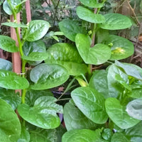 Malabar Spinach seeds for home vegetable garden planting