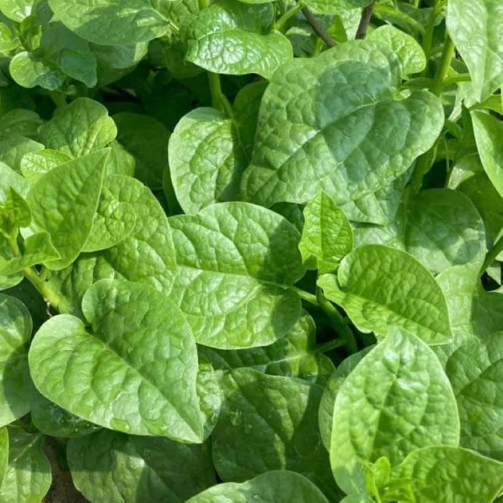 Malabar Spinach vine growing on a garden trellis