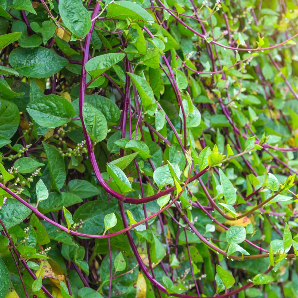 Malabar Red Stem Spinach seeds for planting with vibrant red vine and green leaves.