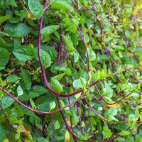 Malabar Red Stem Spinach seeds for planting with vibrant red vine and green leaves.