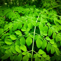 Heirloom Moringa oleifera seeds for growing an ornamental tree in outdoor gardens.