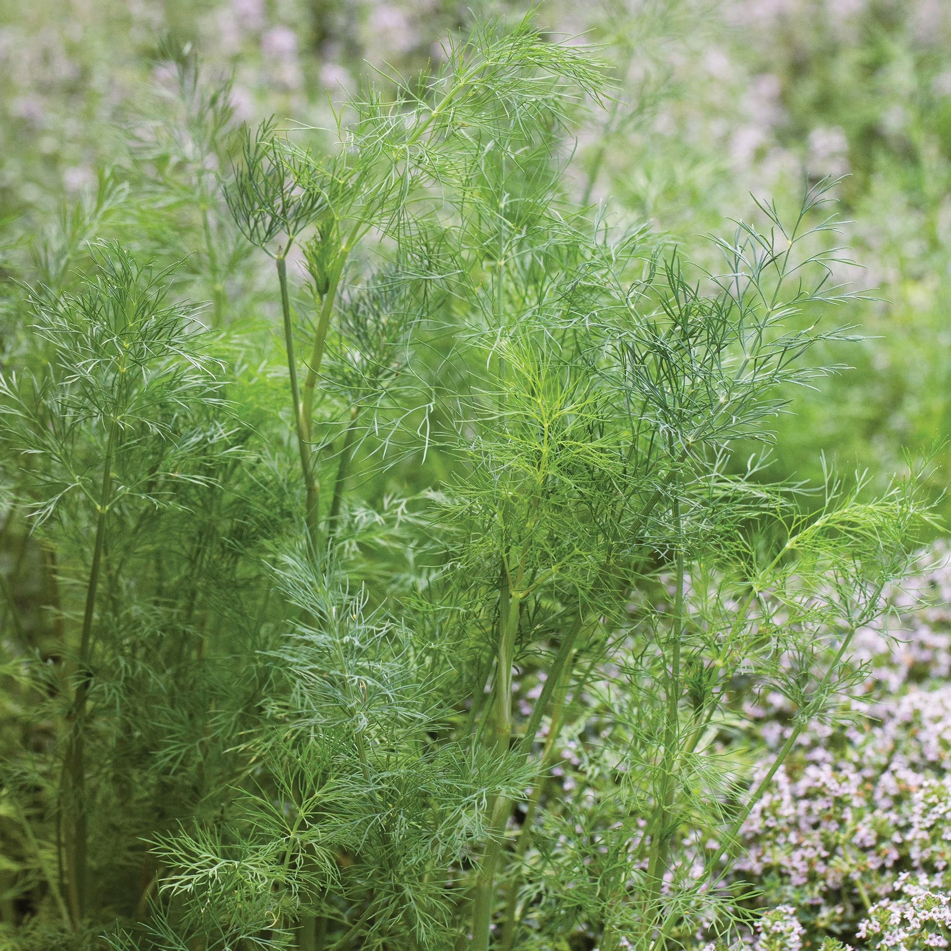 Tall Mammoth Dill plants with feathery green foliage