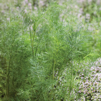 Tall Mammoth Dill plants with feathery green foliage