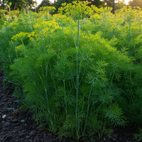 Mammoth Dill seeds for home herb garden planting