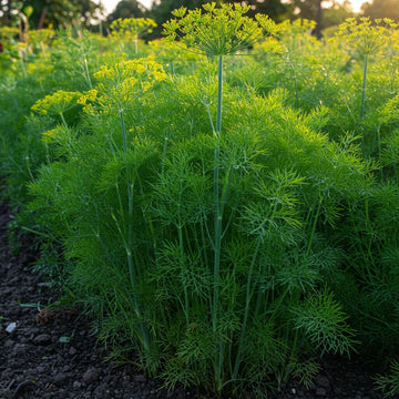 Mammoth Dill seeds for home herb garden planting