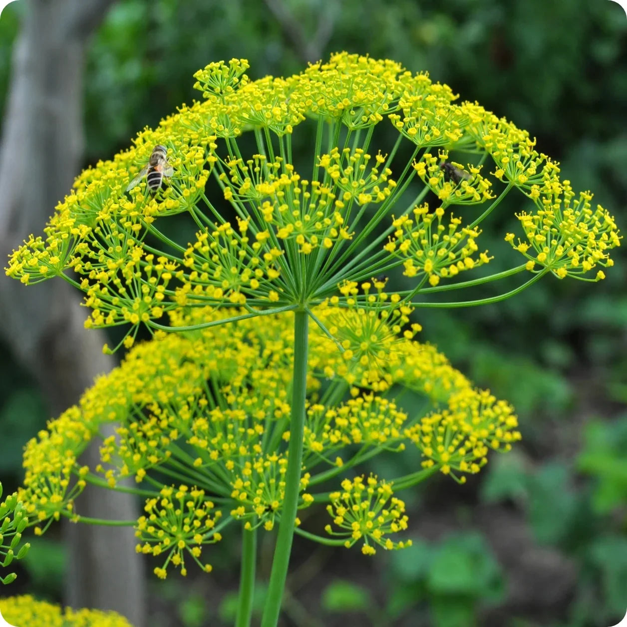 Mammoth Giant dill herb seeds for home garden planting