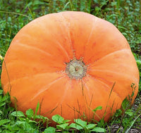 Mammoth Gold pumpkin seeds for planting