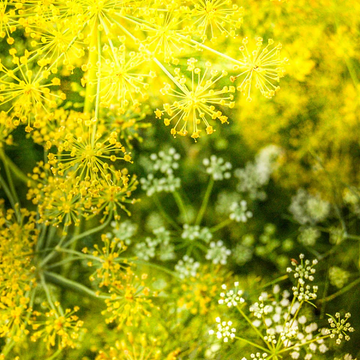 Mammoth Dill Anethum graveolens heirloom seeds pack front view