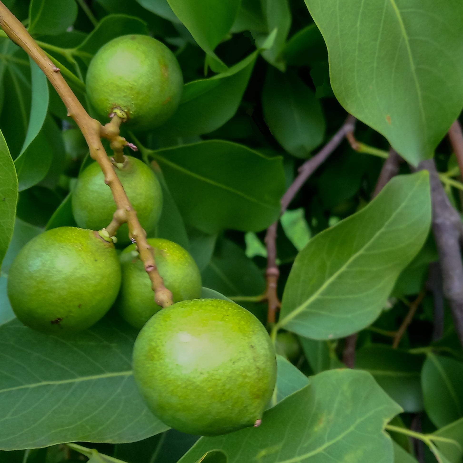 Mamoncillo fruit seeds for planting in home gardens and tropical landscapes.