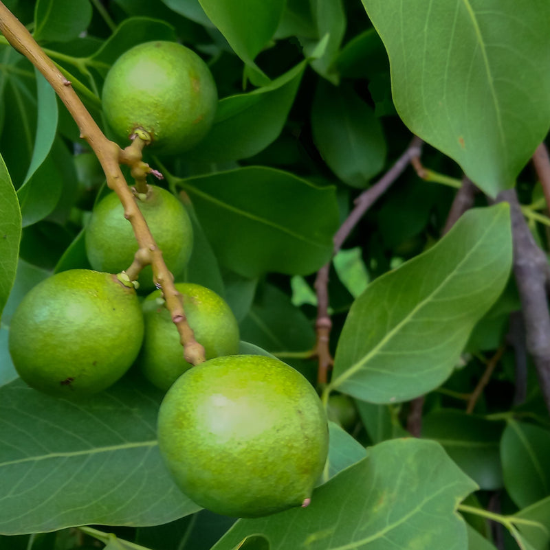 Mamoncillo fruit seeds for planting in home gardens and tropical landscapes.