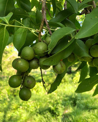 Mamoncillo seeds for growing tropical fruit trees in home gardens.